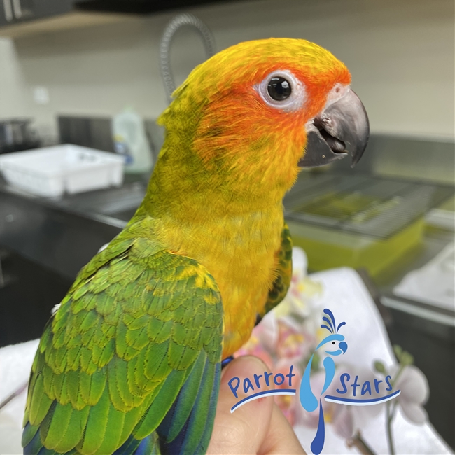 Sun Conure - Female