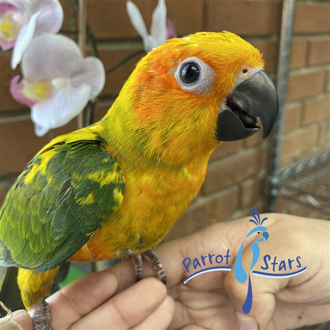 Sun Conure - Male