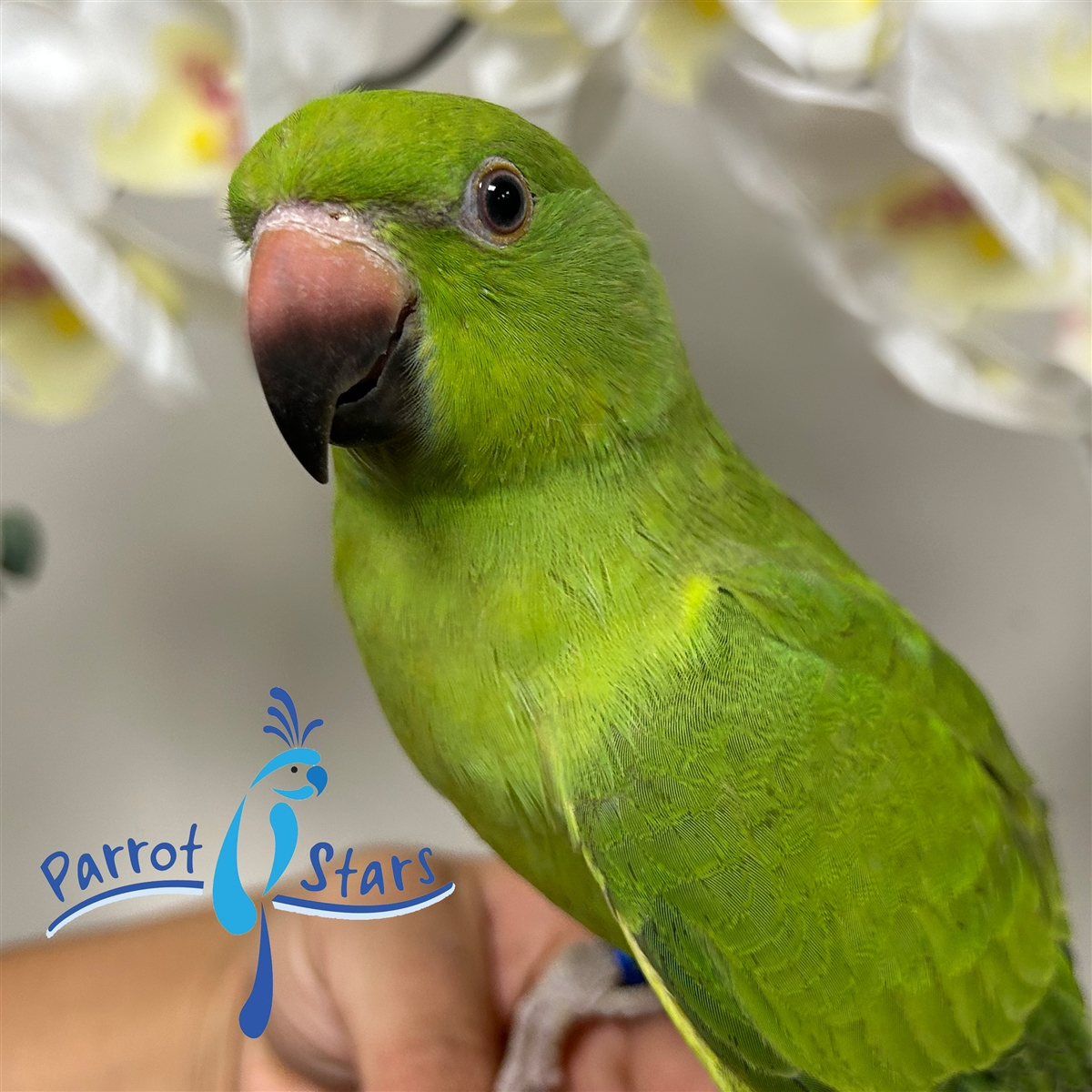 Rose-ringed Parakeet Bird Facts (Psittacula krameri) | Birdfact