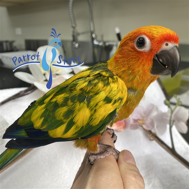 Sun Conure - Male