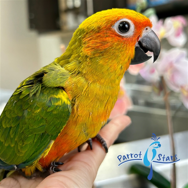 Sun Conure - Female