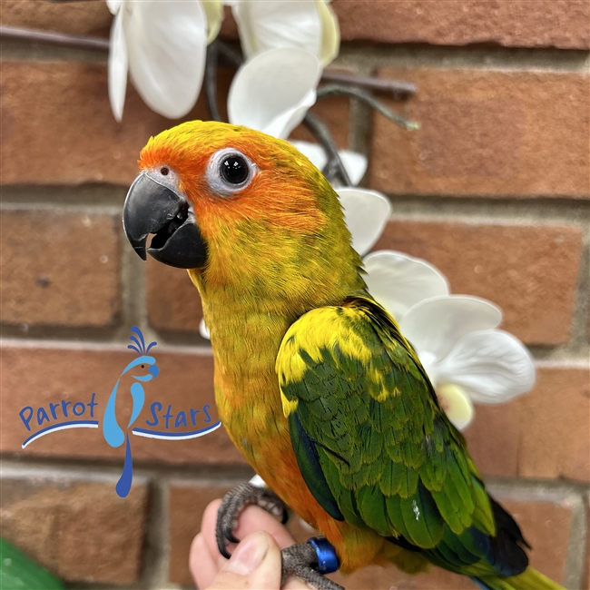 Sun Conure - Female