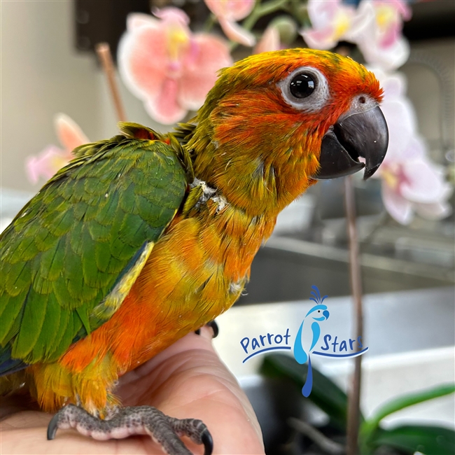 Sun Conure - Male