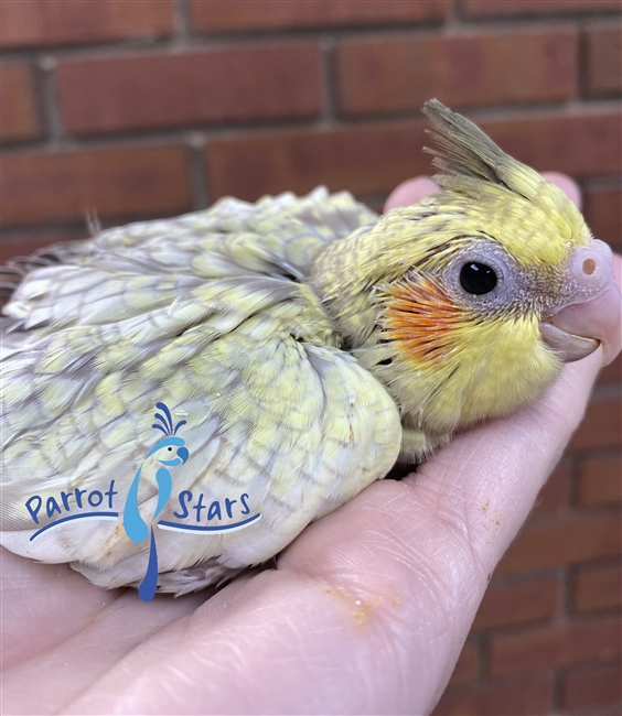 Cockatiel - Cinnamon Pearl - Female