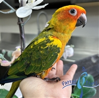 Sun Conure - Male