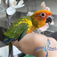 Sun Conure - Female