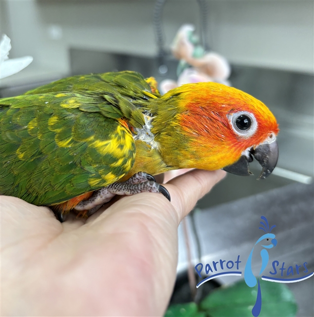 Sun Conure - Male