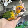 Sun Conure - Female