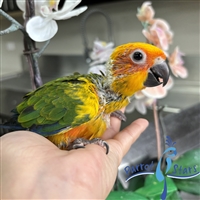 Sun Conure - Female