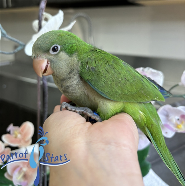 Quaker - Green - Male