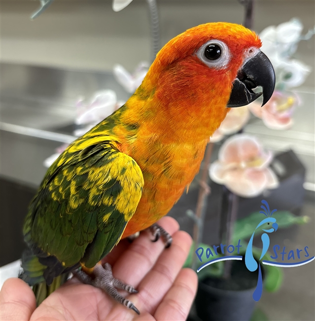 Sun Conure - Female