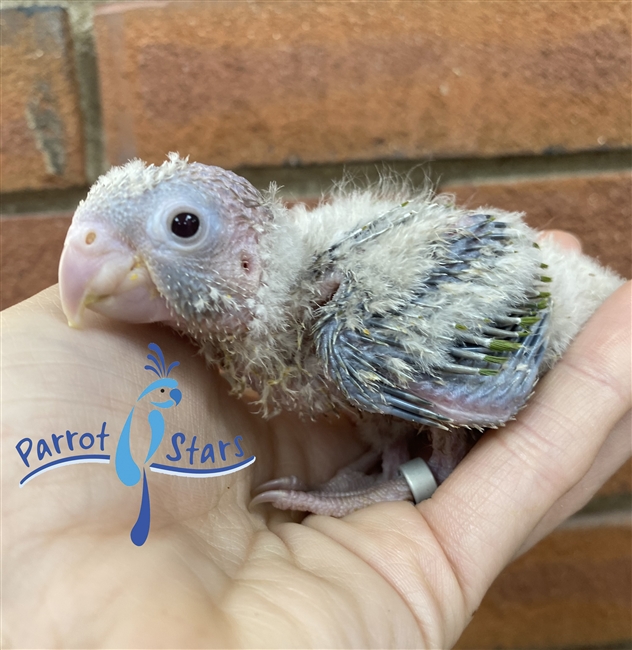 Green Cheek Conure - Cinnamon