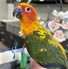 Sun Conure - Male