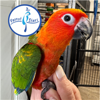 Red Factor Jenday Conure - Female