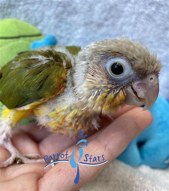 Green Cheek Conure - Pineapple - Female