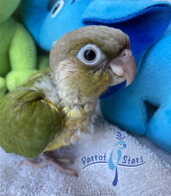 Green Cheek Conure - Pineapple - Female