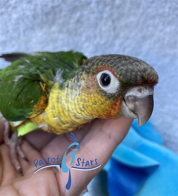 Green Cheek Conure - Yellow Side - Male