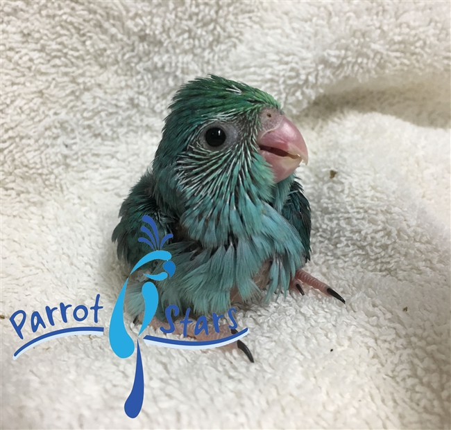 Parrotlet - Turquoise - Female