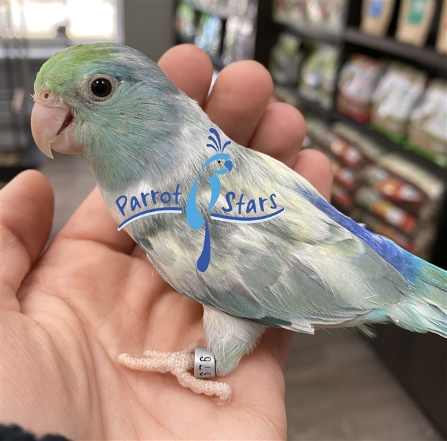 Parrotlet - Turquoise Pied - Male