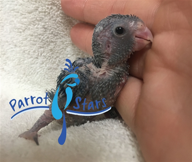 Parrotlet - Turquoise - Male