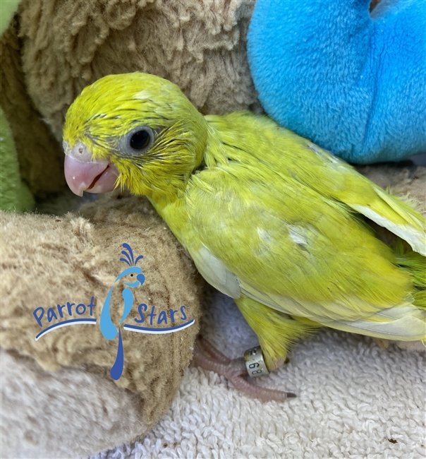 Parrotlet - Yellow - Female