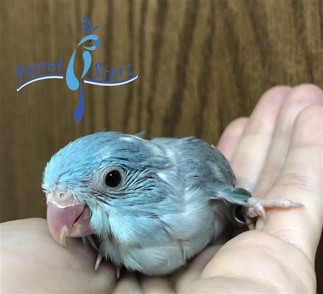 Parrotlet - Blue Pied - Female