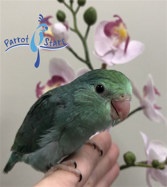 Parrotlet - Turquoise - Female