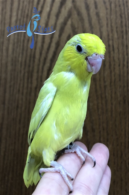 Parrotlet - Yellow - Female