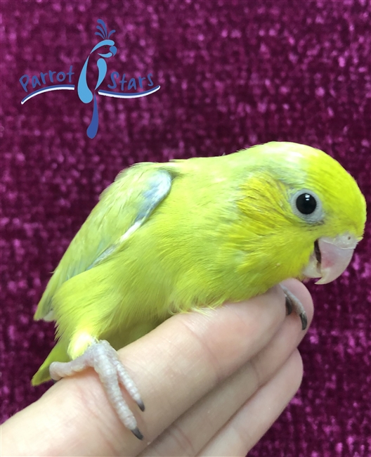 Parrotlet - Yellow - Male