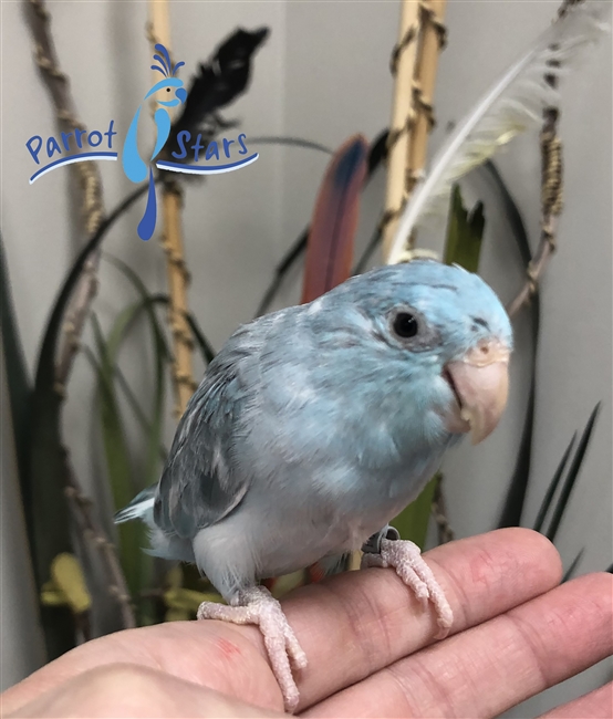 Parrotlet - Blue Pied - Female