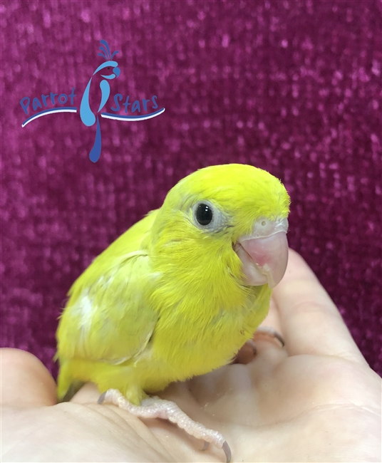 Parrotlet - Yellow - Female