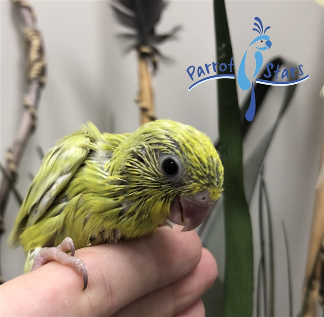 Parrotlet - Yellow- Female