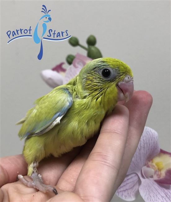 Parrotlet - Yellow - Male