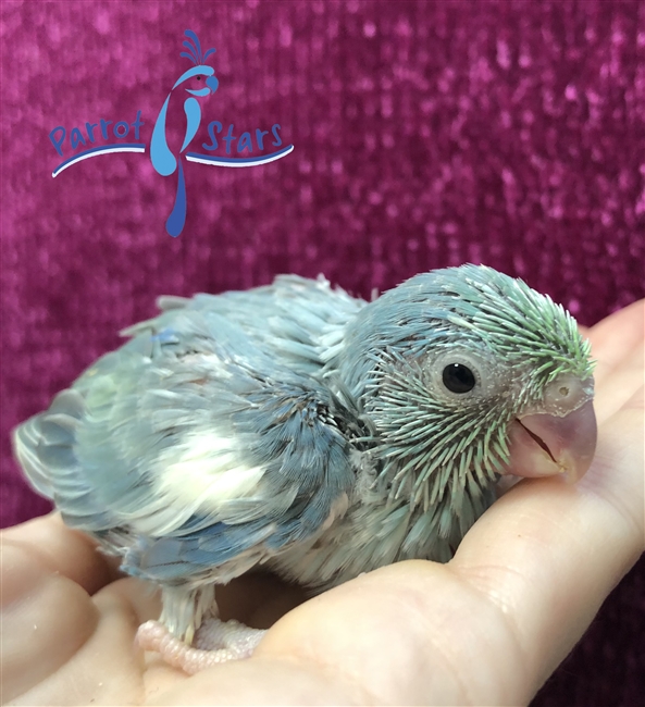 Parrotlet - Turquoise Pied - Female