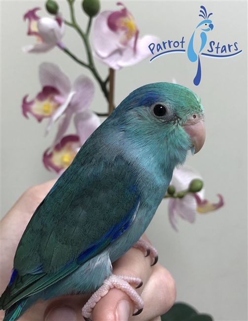 Parrotlet - Turquoise - Male