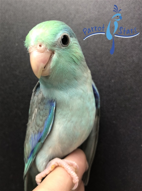 Parrotlet - Turquoise - Male