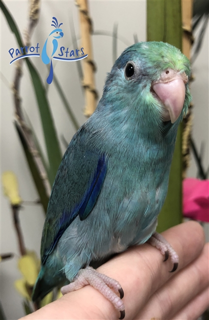 Parrotlet - Turquoise - Male