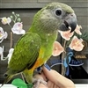 Senegal Parrot - Parrot Stars