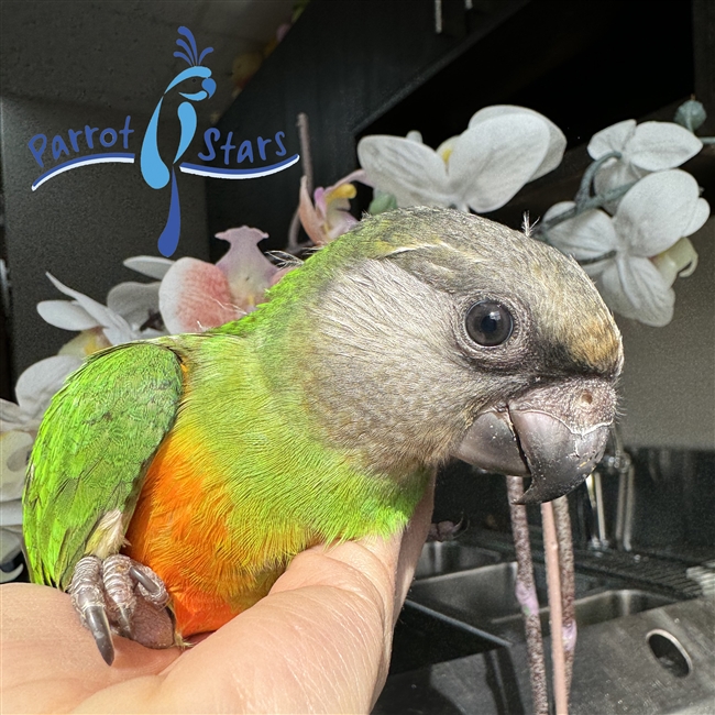 Senegal Parrot - Parrot Stars