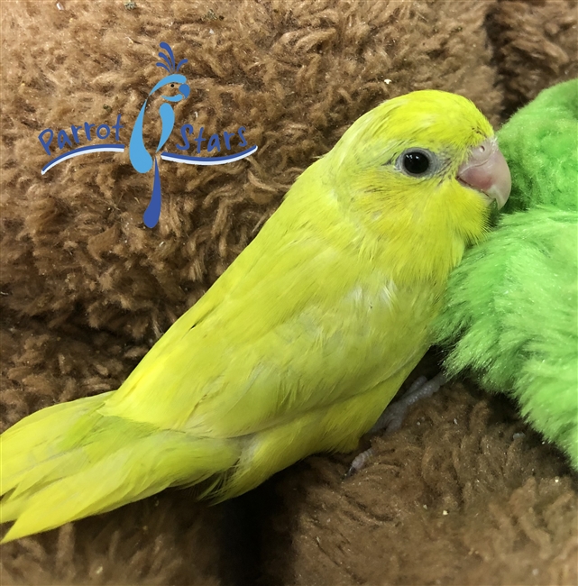 Parrotlet - Yellow - Female