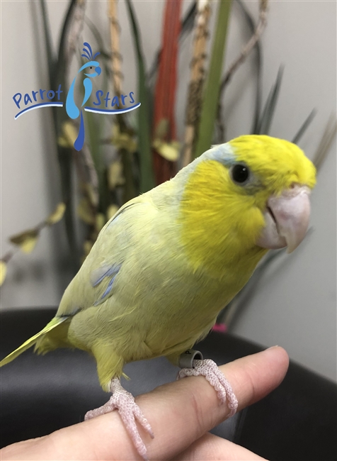 Parrotlet - Yellow - Male