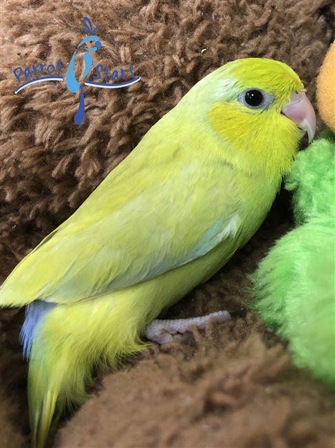 Parrotlet - Yellow - Male
