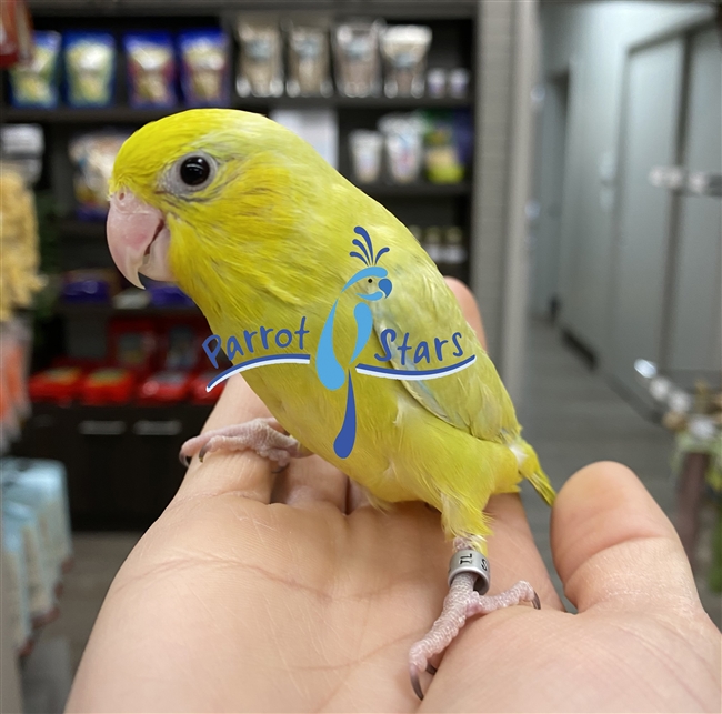 Parrotlet - Yellow - Male