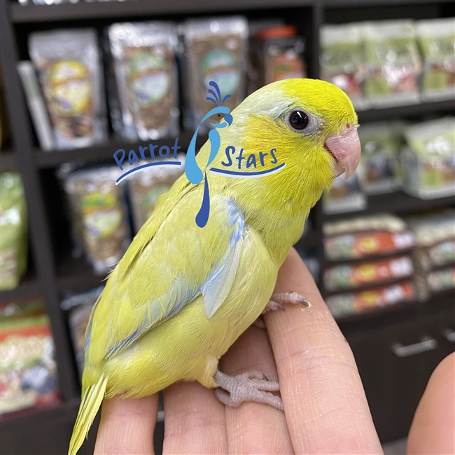 Parrotlet - Yellow - Male