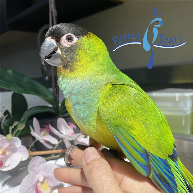 Nanday Conure - Female