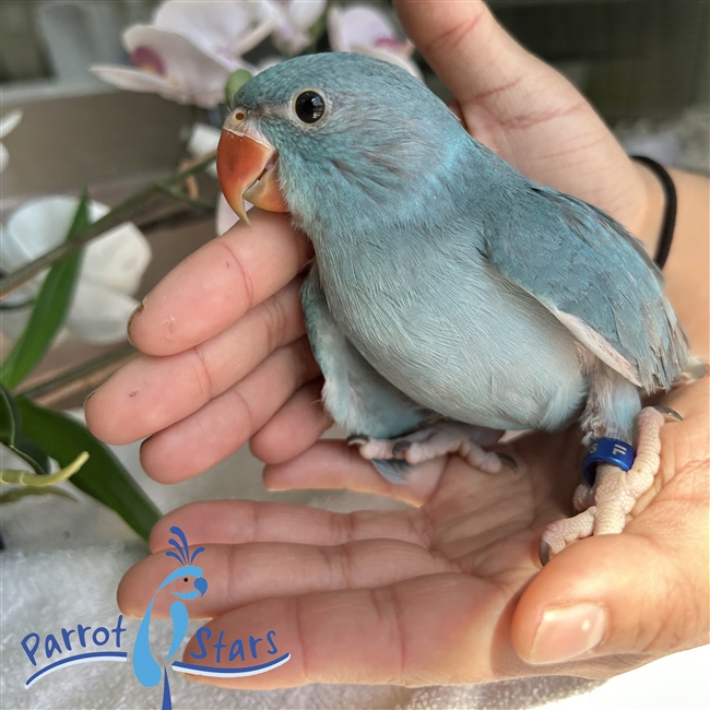 Indian Ringneck - Blue Turquoise - Female