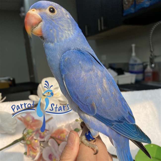 Indian Ringneck - Violet Cobalt - Female