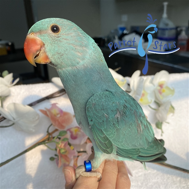 Indian Ringneck - Blue Turquoise - Female