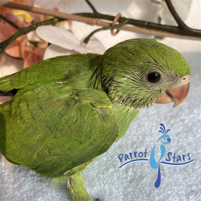 African Ringneck - Male