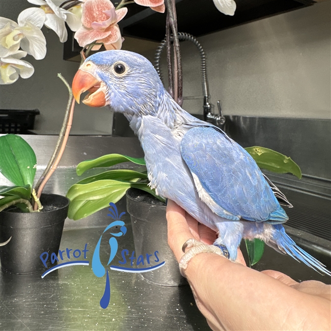 Indian Ringneck - Violet Cobalt - Female